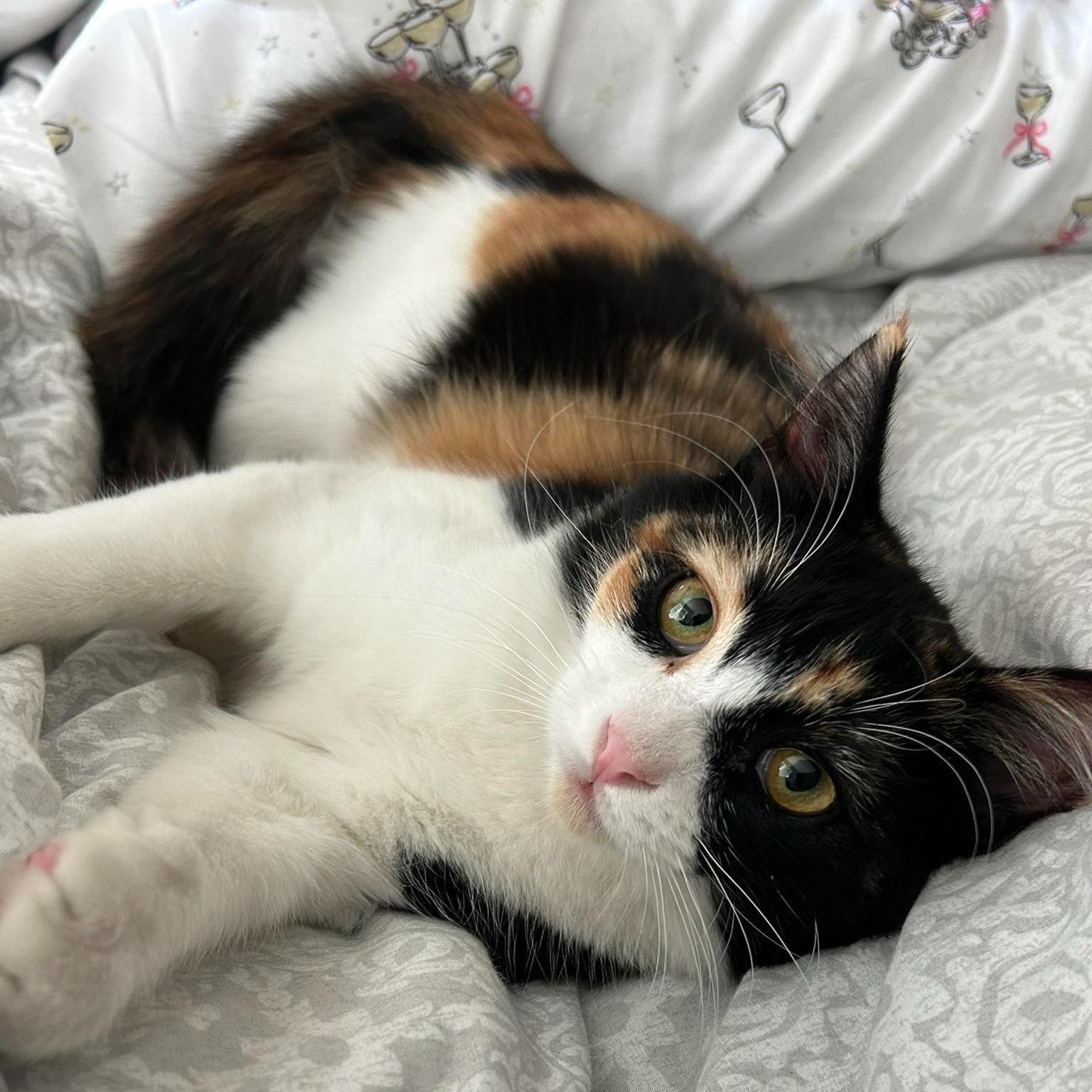 Enlarge Twinkle, an adopted Calico in Queen Creek, AZ image 1/5