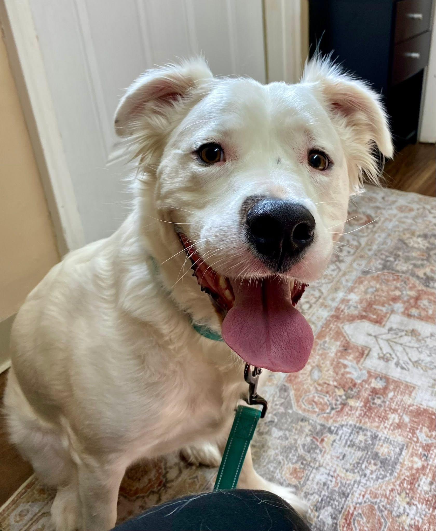 Rocky, a Adoptable mixed breed in Bethel, CT image 6/6