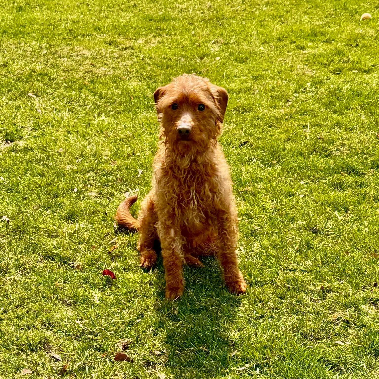 Enlarge Diesel boy, a ADOPTABLE mixed breed in Blue Bell, PA image 4/5