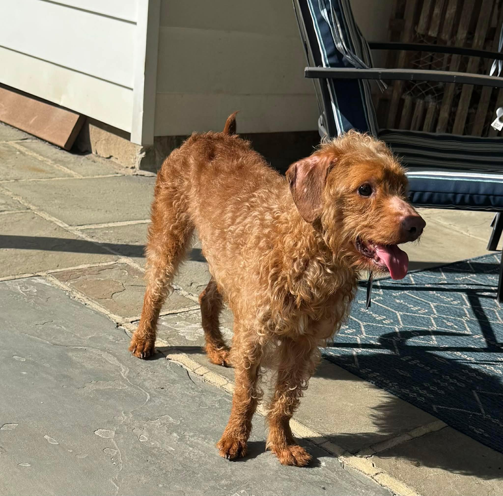 Enlarge Diesel boy, a ADOPTABLE mixed breed in Blue Bell, PA image 5/5