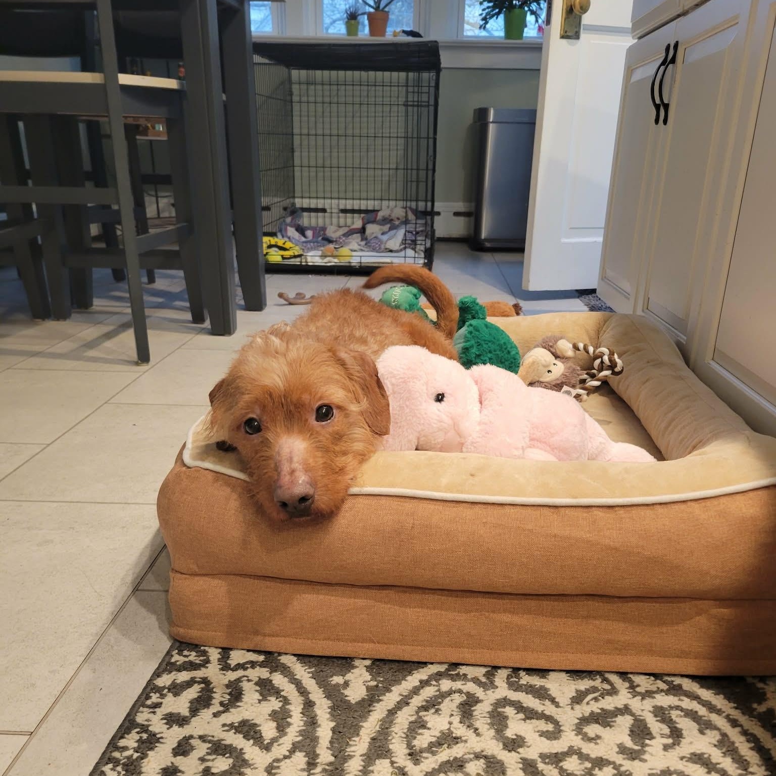 Enlarge Diesel boy, a ADOPTABLE mixed breed in Blue Bell, PA image 2/5