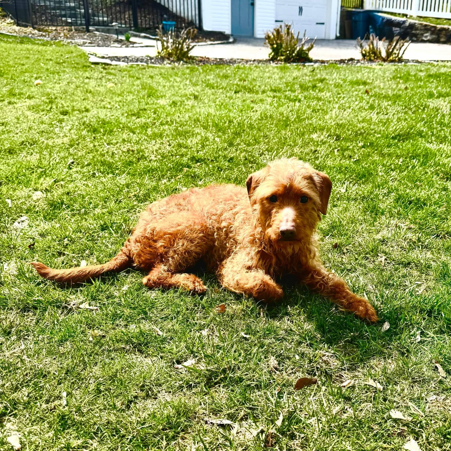 Enlarge Diesel boy, a ADOPTABLE mixed breed in Blue Bell, PA image 3/5