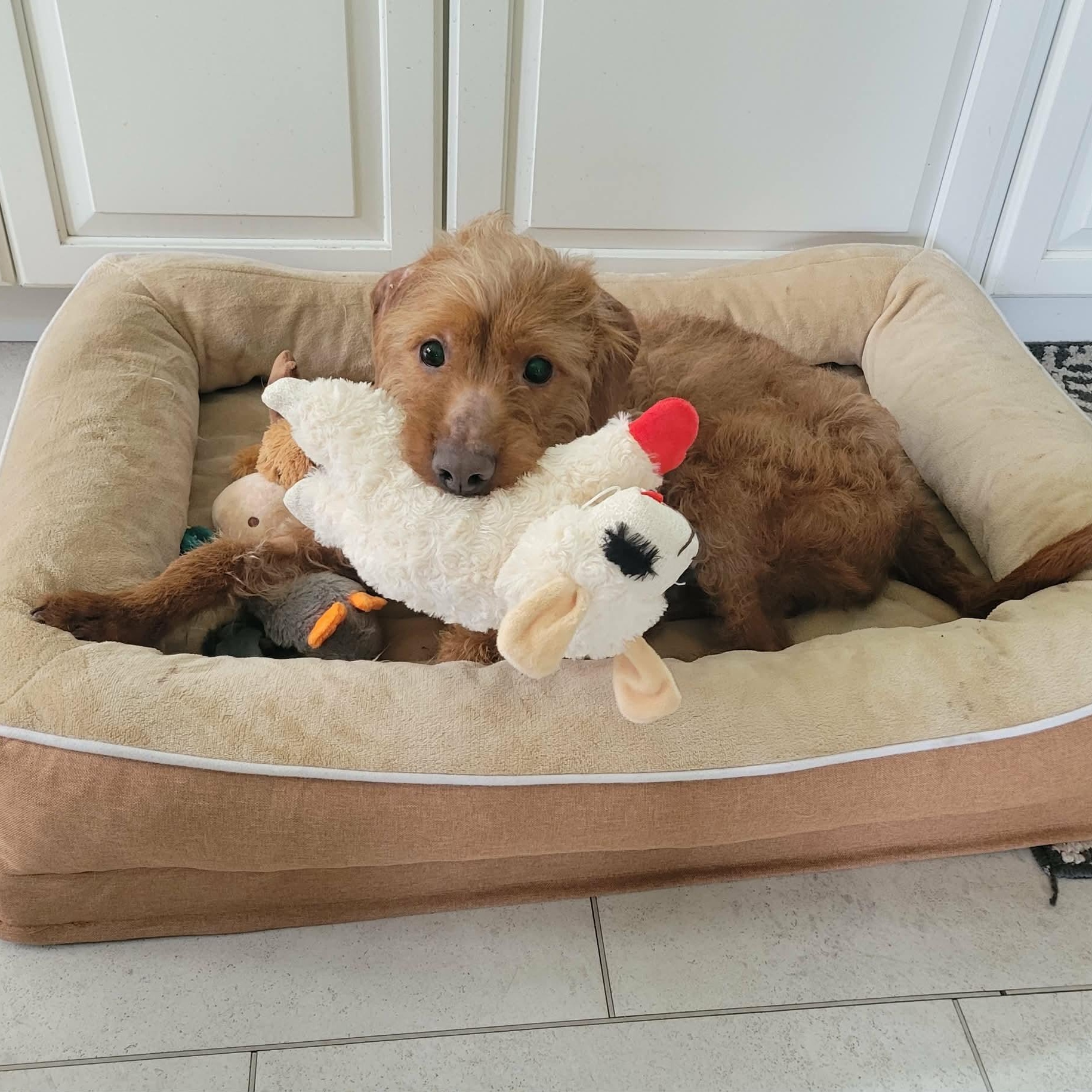Diesel boy, ADOPTABLE, Adult Male Labradoodle & Goldendoodle.