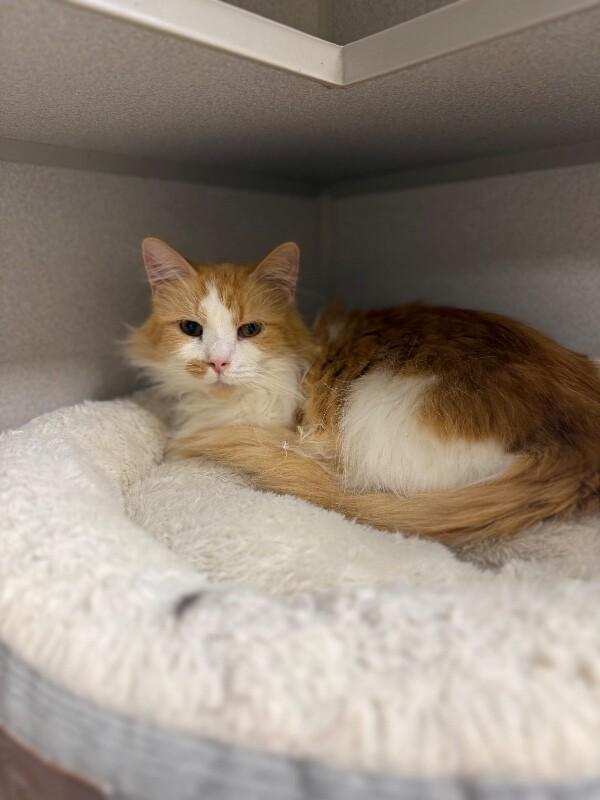 Cheddar Goblin, Adoptable, Adult Male Domestic Long Hair.