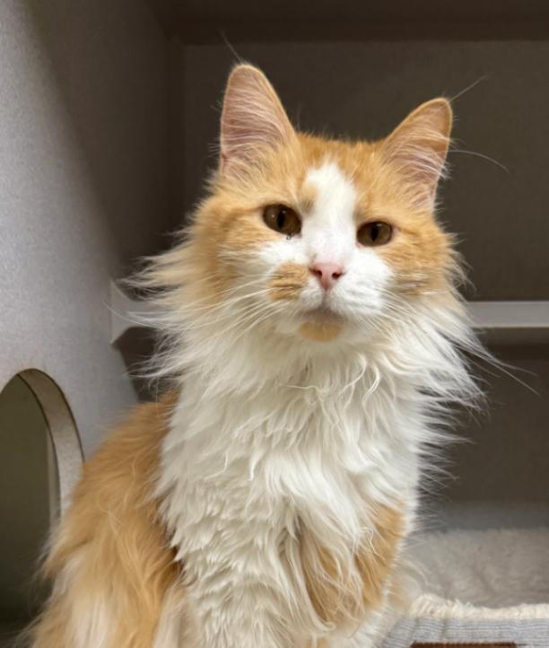 Cheddar Goblin, a Adoptable mixed breed in Osseo, MI image 2/2