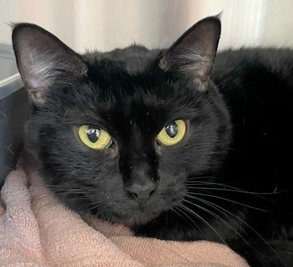 Sassy, Adopted, Adult Female Domestic Short Hair.