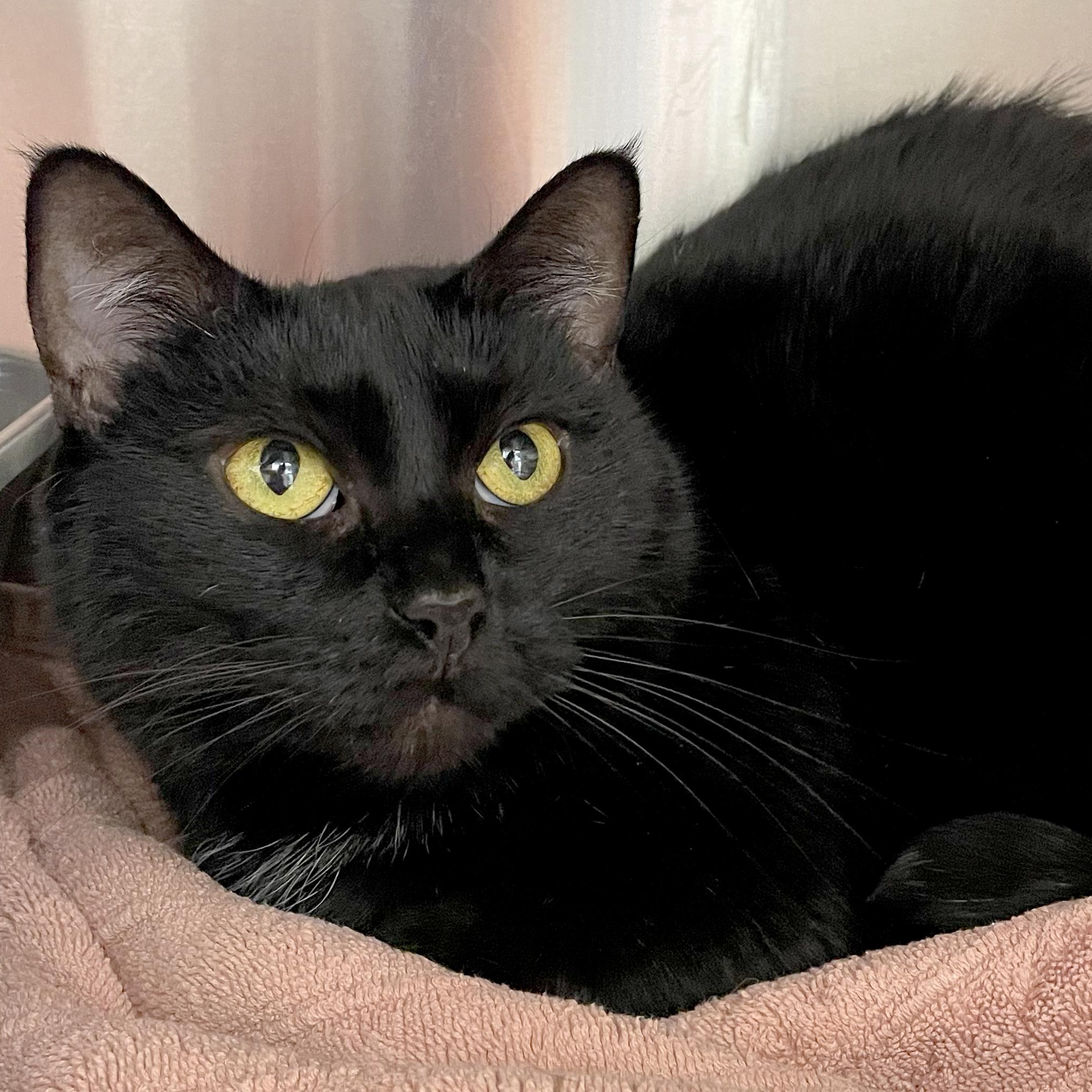 Enlarge Sassy, a Adopted mixed breed in Tinley Park, IL image 2/3