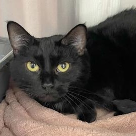 Enlarge Sassy, a Adopted mixed breed in Tinley Park, IL image 3/3