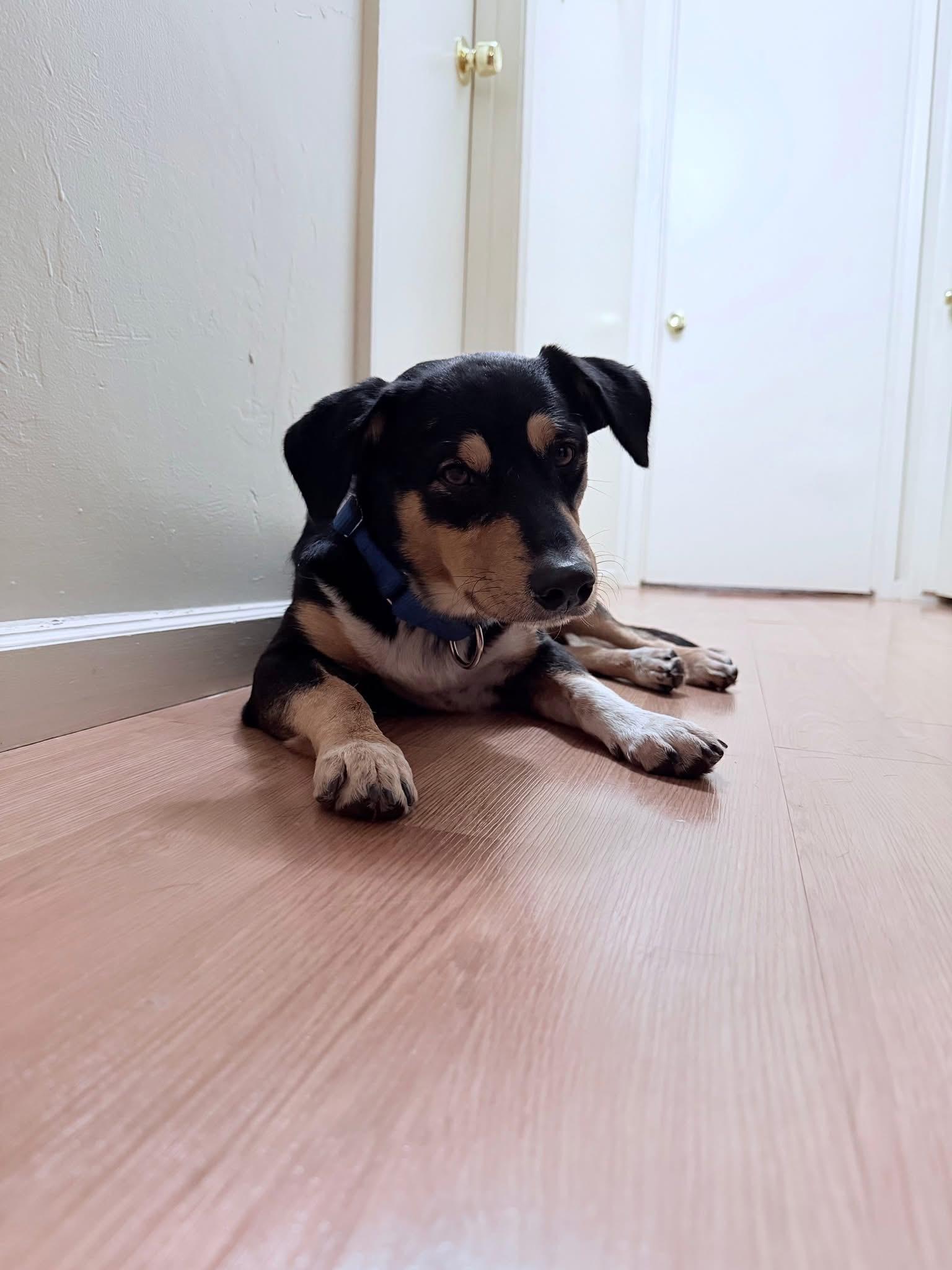 Enlarge Bart, a Adoptable mixed breed in Bakersfield, CA image 5/5