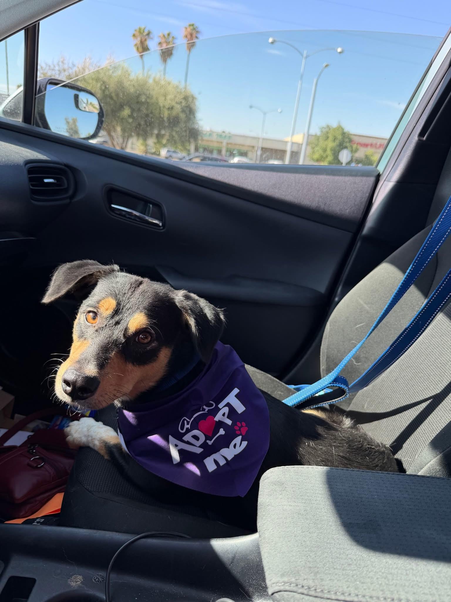 Enlarge Bart, a Adoptable mixed breed in Bakersfield, CA image 4/5