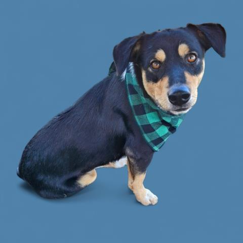 Bart, Adoptable, Adult Male Dachshund & Beagle.