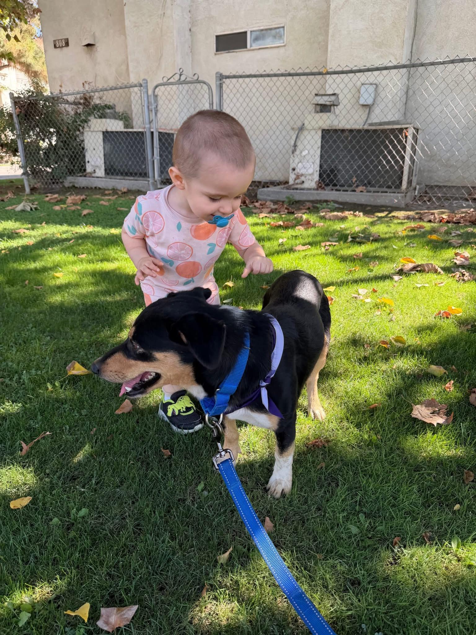 Enlarge Bart, a Adoptable mixed breed in Bakersfield, CA image 2/5