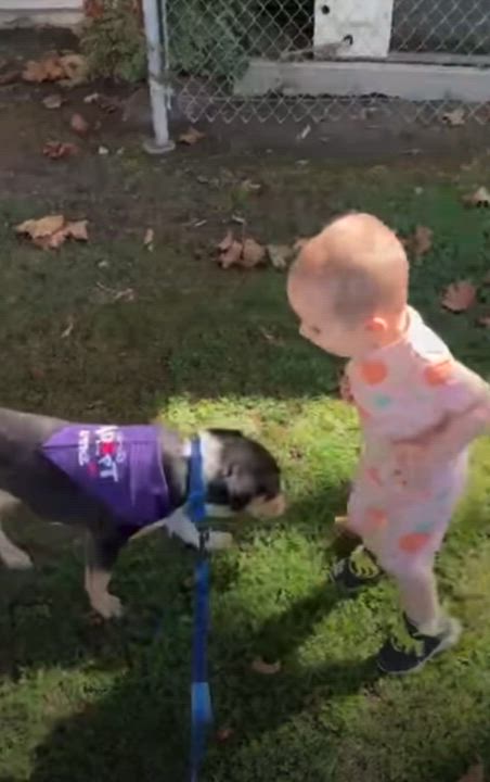 Enlarge Bart, a Adoptable mixed breed in Bakersfield, CA video 3/5