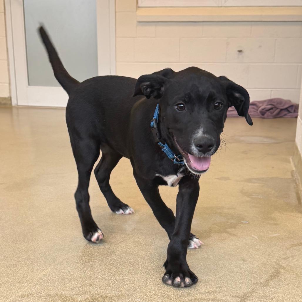 Drake, a Adoptable Labrador Retriever in Morrisville, VT image 1/5