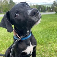 Drake, a Adoptable Labrador Retriever in Morrisville, VT image 2/5