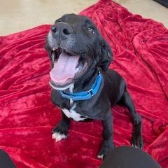 Drake, a Adoptable Labrador Retriever in Morrisville, VT image 3/5