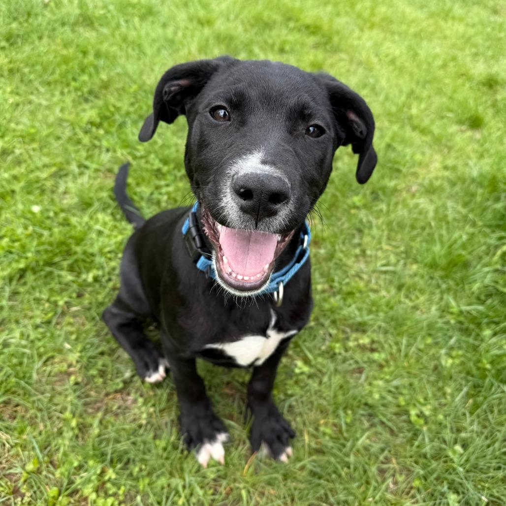 Drake, a Adoptable Labrador Retriever in Morrisville, VT image 4/5