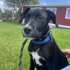 Drake, a Adoptable Labrador Retriever in Morrisville, VT image 5/5