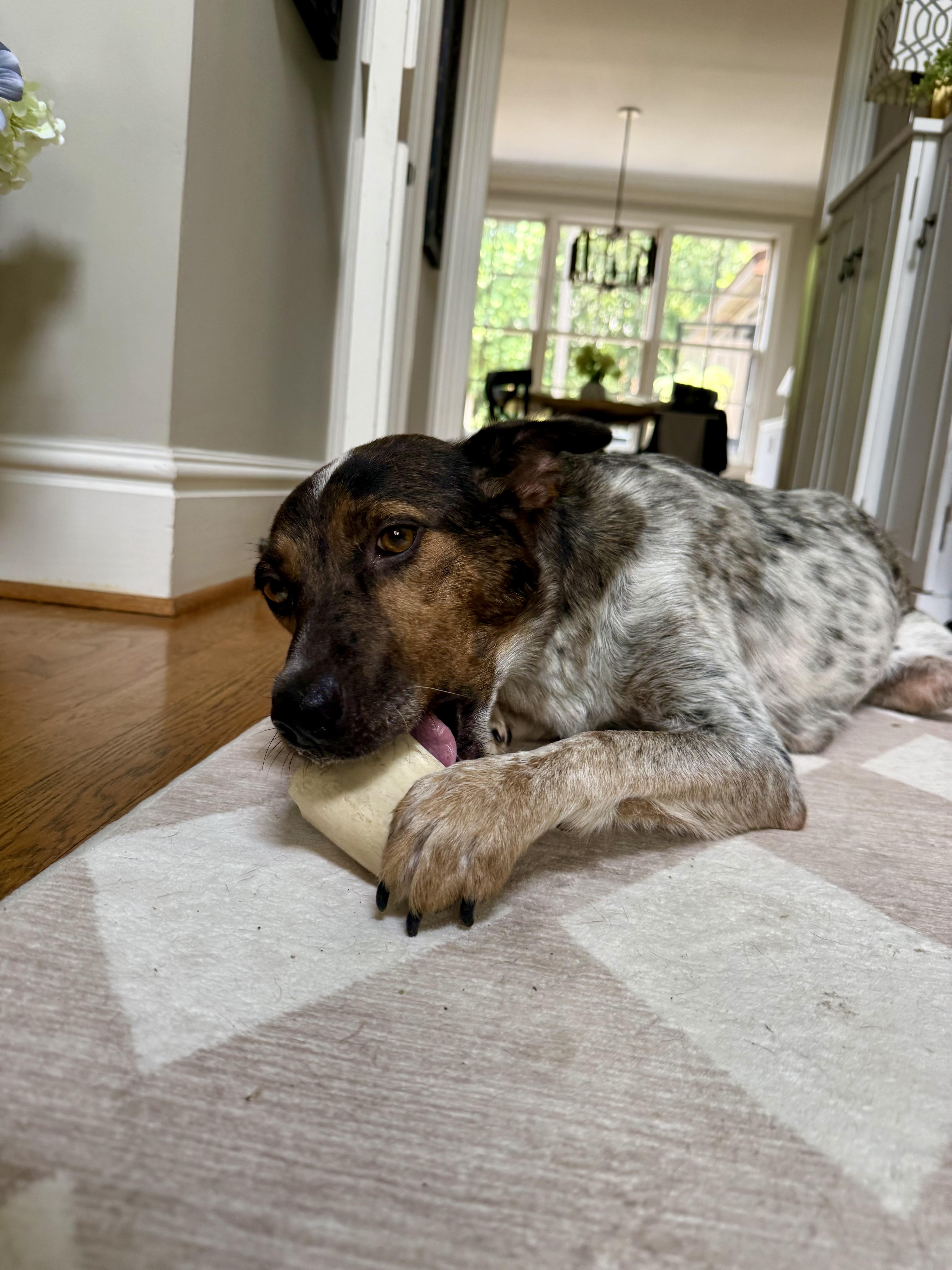 Enlarge Cornbread, a Adopted mixed breed in Quakertown, PA image 1/5