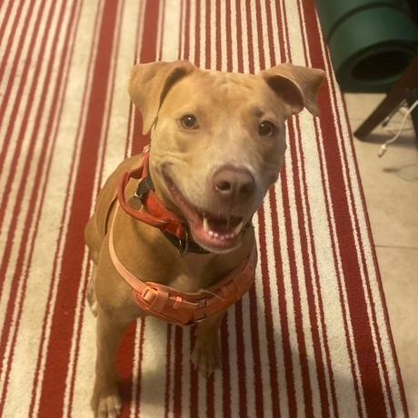 Enlarge Taffy, a Adoptable Pit Bull Terrier in Waggaman, LA image 1/3