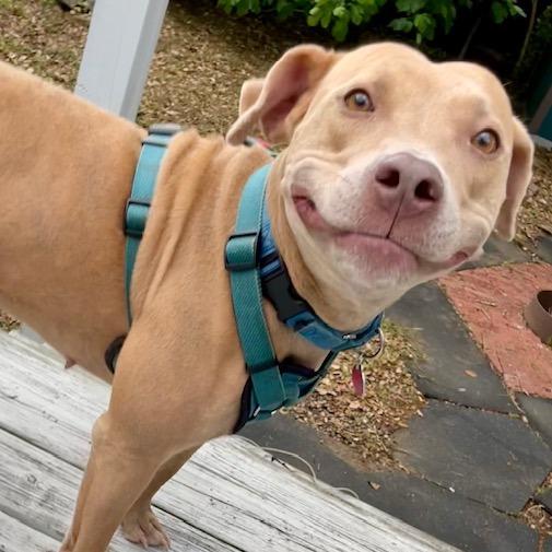 Enlarge Taffy, a Adoptable Pit Bull Terrier in Waggaman, LA image 2/3
