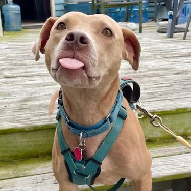 Enlarge Taffy, a Adoptable Pit Bull Terrier in Waggaman, LA image 3/3