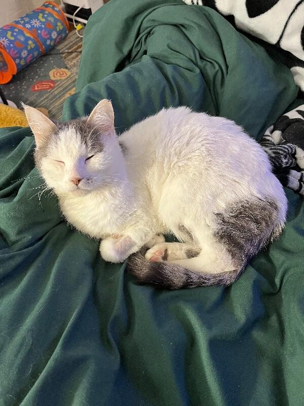 Salsa Roja, Adoptable, Adult Male Domestic Short Hair & Domestic Short Hair.