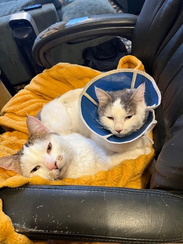 Salsa Roja, a Adoptable mixed breed in Fort Collins, CO image 3/4