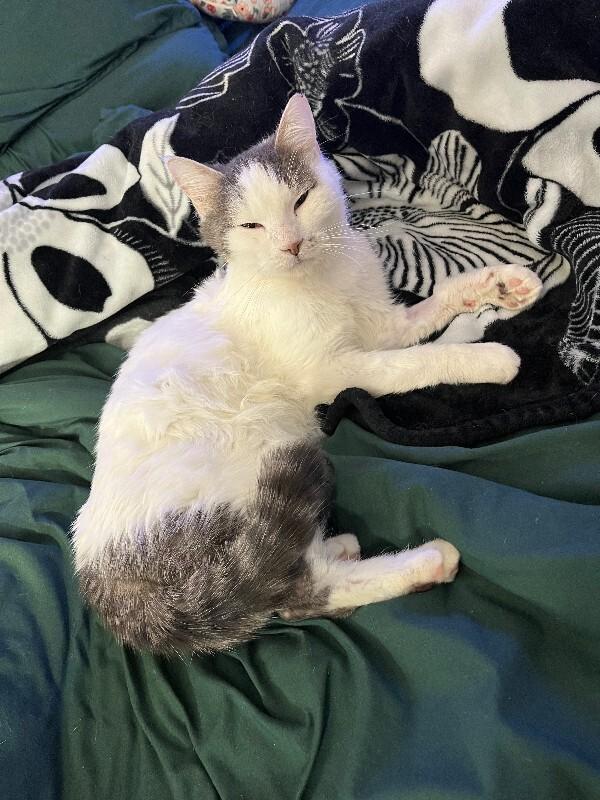 Salsa Roja, a Adoptable mixed breed in Fort Collins, CO image 4/4