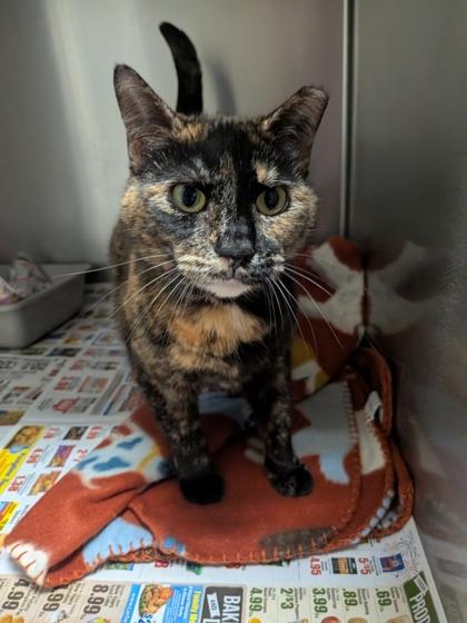 Agnes, Adoptable, Adult Female Domestic Short Hair & Domestic Short Hair.