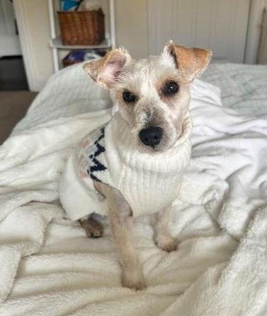 Enlarge Carter, a Adoptable mixed breed in San Diego, CA image 1/3