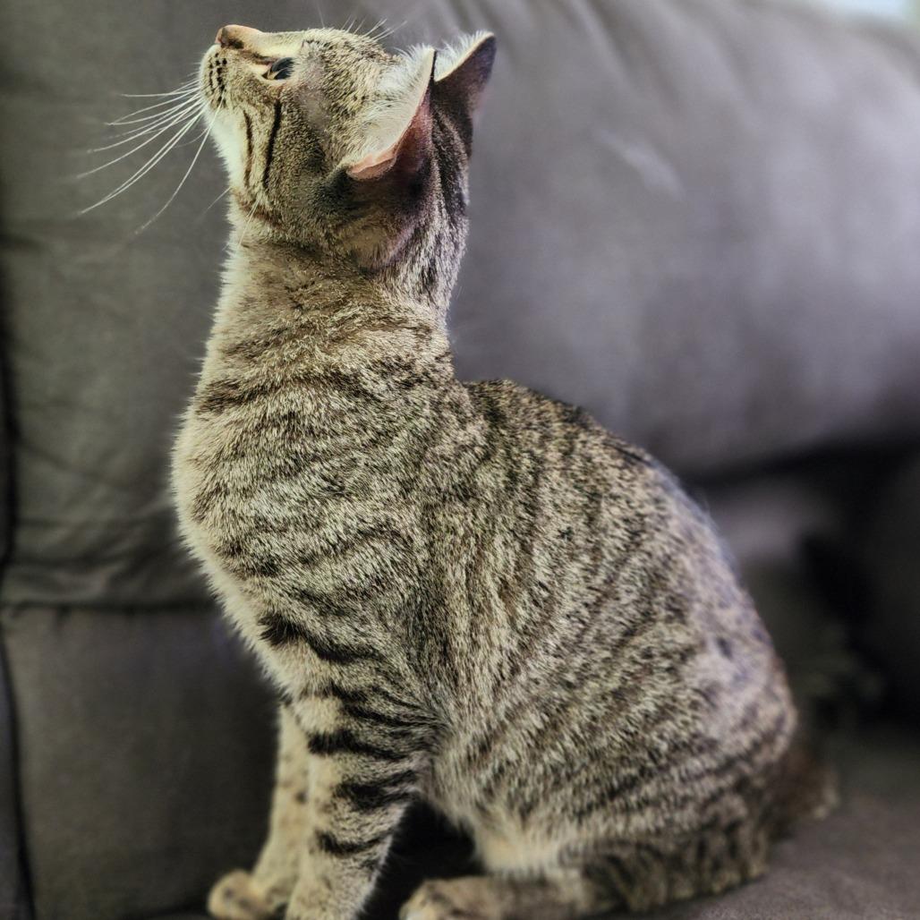 Enlarge Jeanie, a Adoptable Domestic Short Hair in Centerville, TN image 1/3