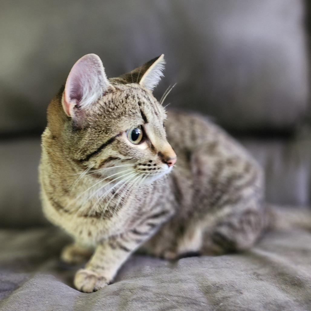 Enlarge Jeanie, a Adoptable Domestic Short Hair in Centerville, TN image 2/3