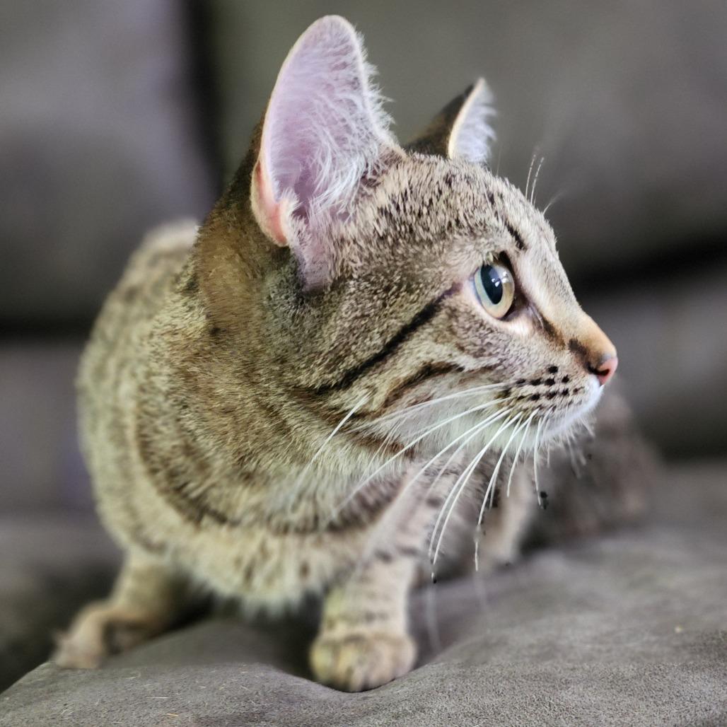 Enlarge Jeanie, a Adoptable Domestic Short Hair in Centerville, TN image 3/3