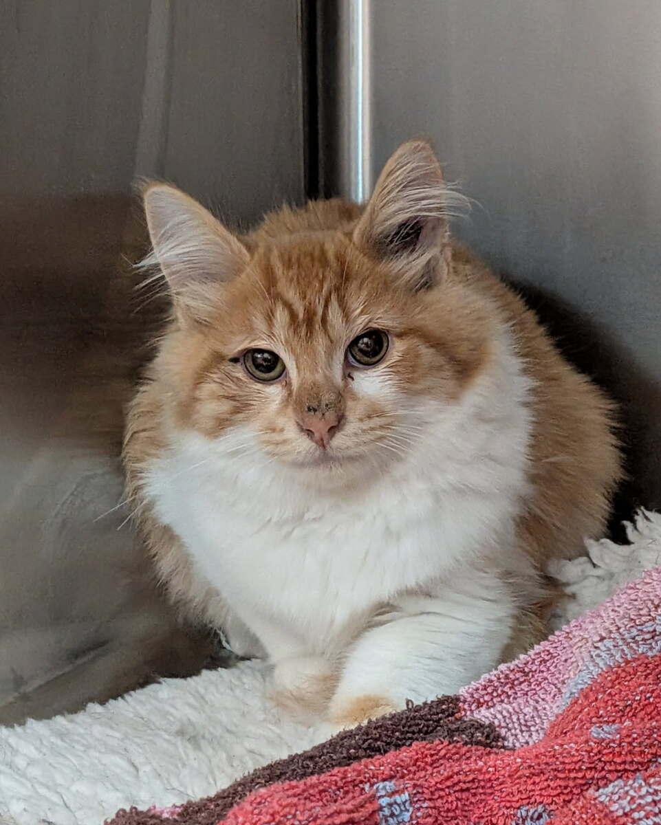 Robin, Adoptable, Young Male Domestic Long Hair.