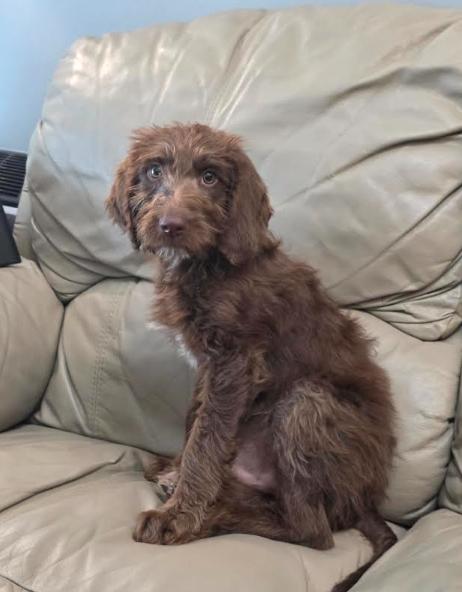 Enlarge Cooper, an adopted mixed breed in Portland, OR image 2/6