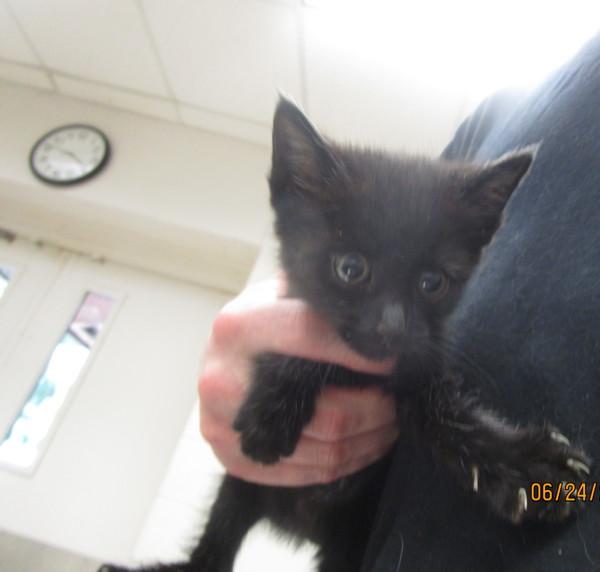 Victoria(620), Adoptable, Kitten Female Domestic Short Hair.