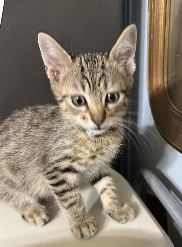 Enlarge Pop Tart, a Adoptable Domestic Short Hair in Bolivar, MO image 1/1