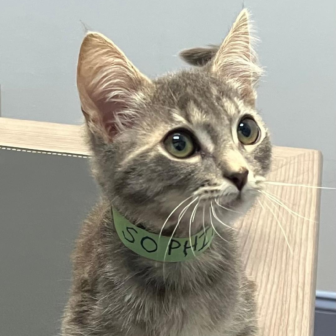 Sophie