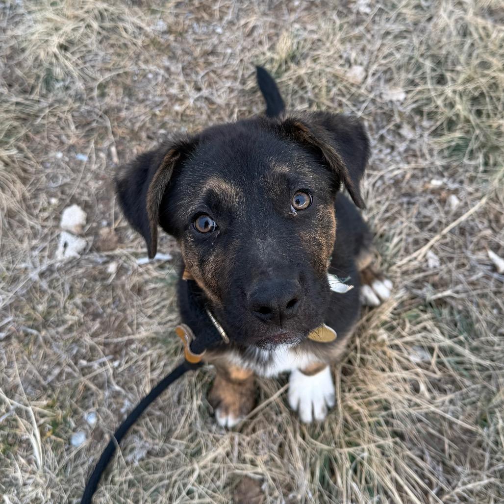 Enlarge Elf, a Adoptable Mixed Breed in Spanish Fork, UT image 1/5