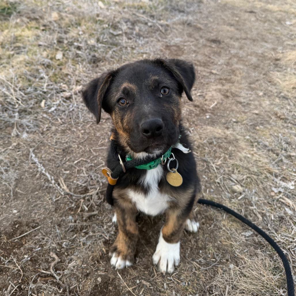 Enlarge Elf, a Adoptable Mixed Breed in Spanish Fork, UT image 3/5