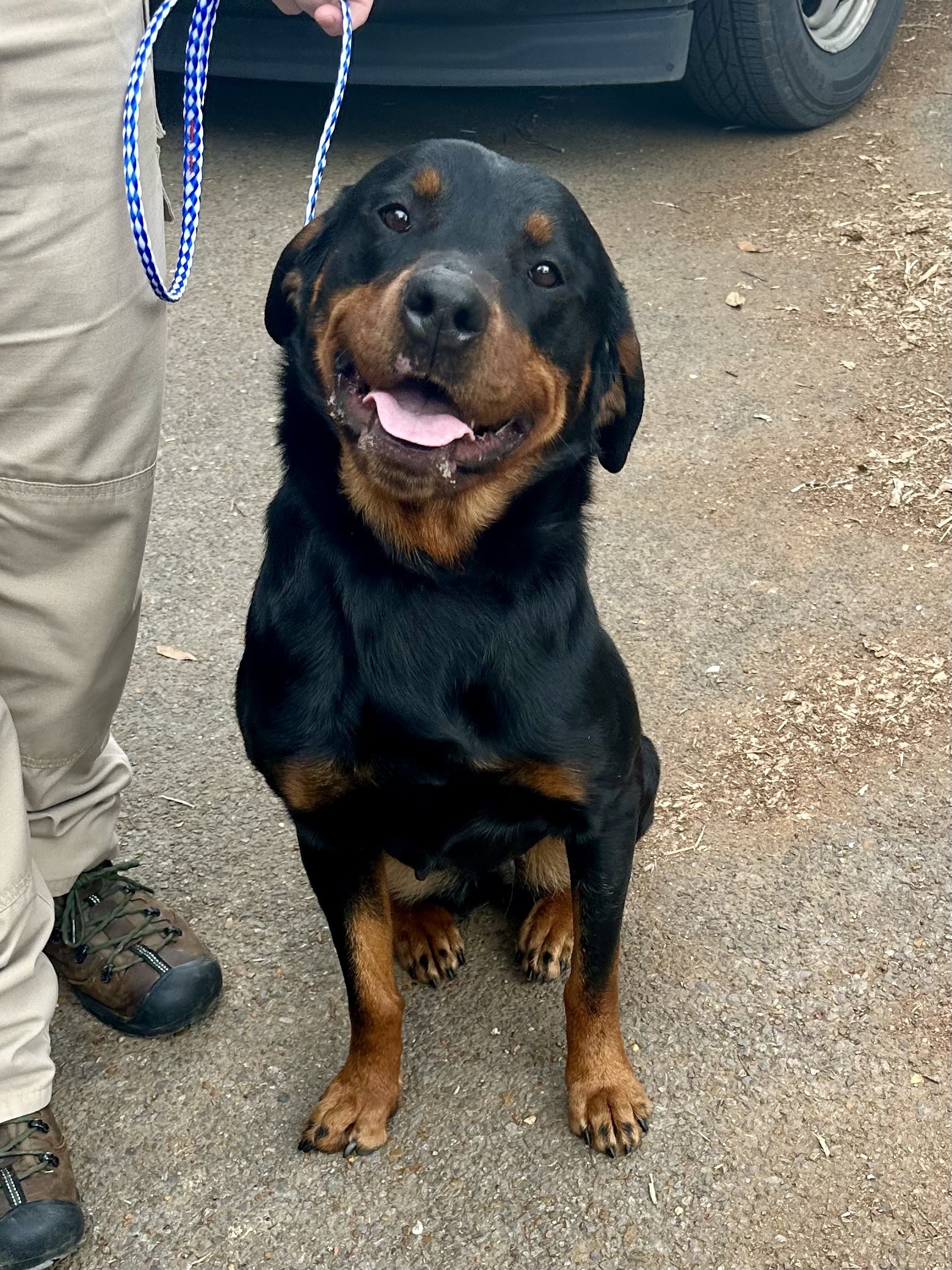 Harley, Adopted, Young Female Rottweiler.