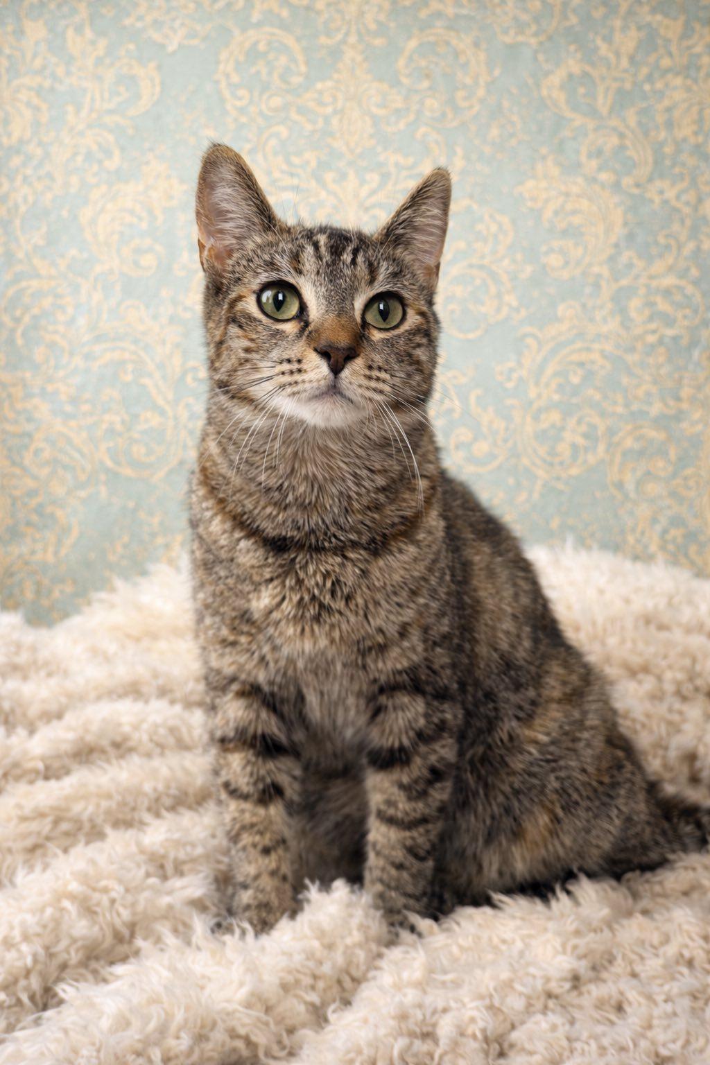 Enlarge Catarina , a ADOPTABLE Torbie in Webster, NY image 1/1