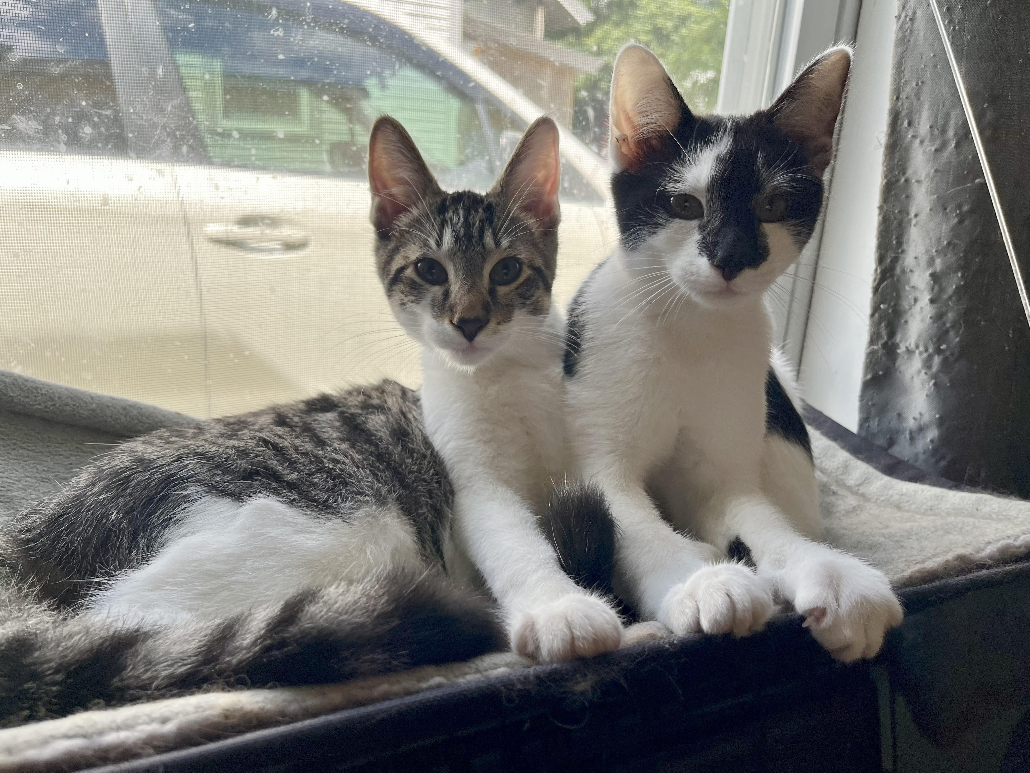 Enlarge Jersey and Chupa, an adopted American Shorthair in Bennington, VT image 1/1
