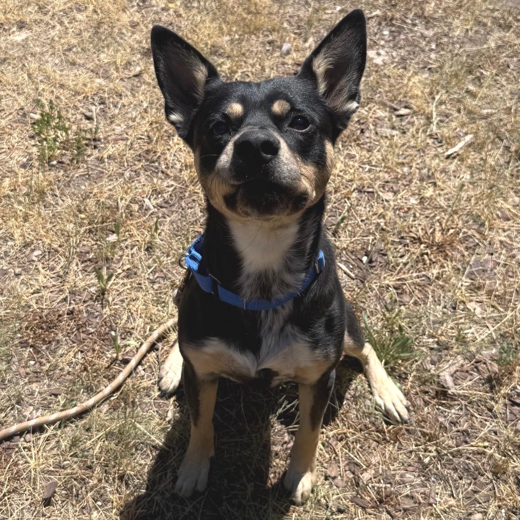 Marvin, Adoptable, Young Male Australian Kelpie & Mixed Breed.