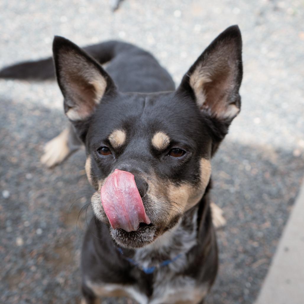 Marvin, Adoptable, Young Male Australian Kelpie & Mixed Breed.