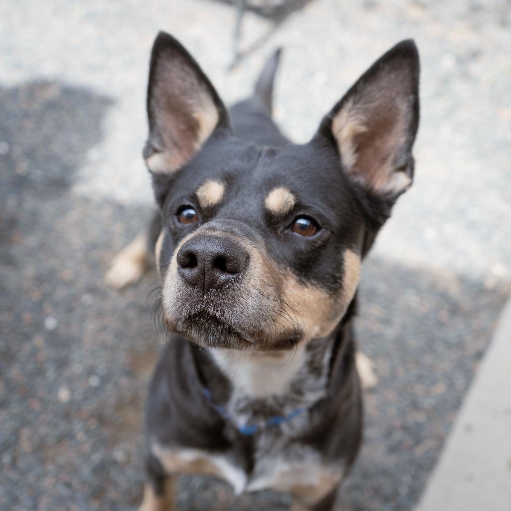 Marvin, a Adoptable mixed breed in Cheyenne, WY image 2/4