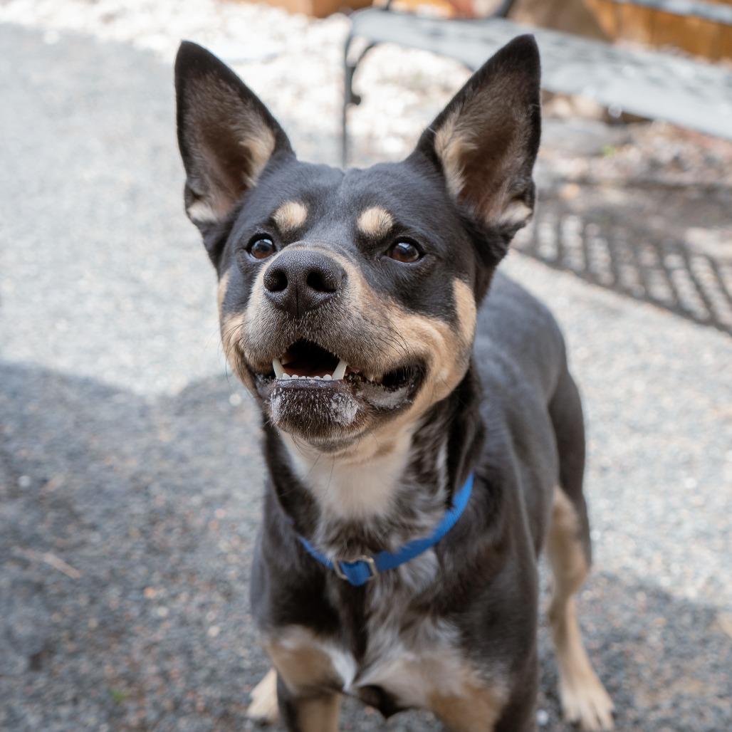 Marvin, a Adoptable mixed breed in Cheyenne, WY image 3/4
