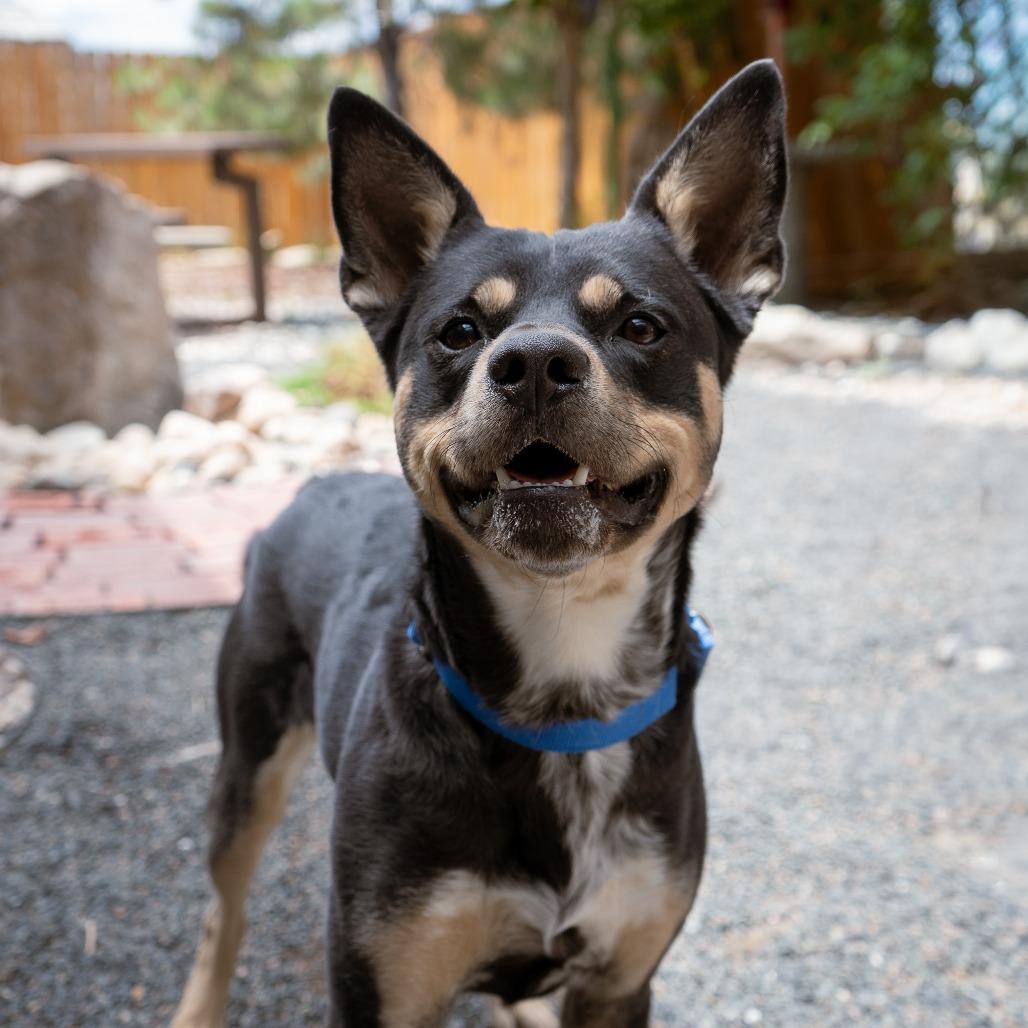Marvin, a Adoptable mixed breed in Cheyenne, WY image 4/4