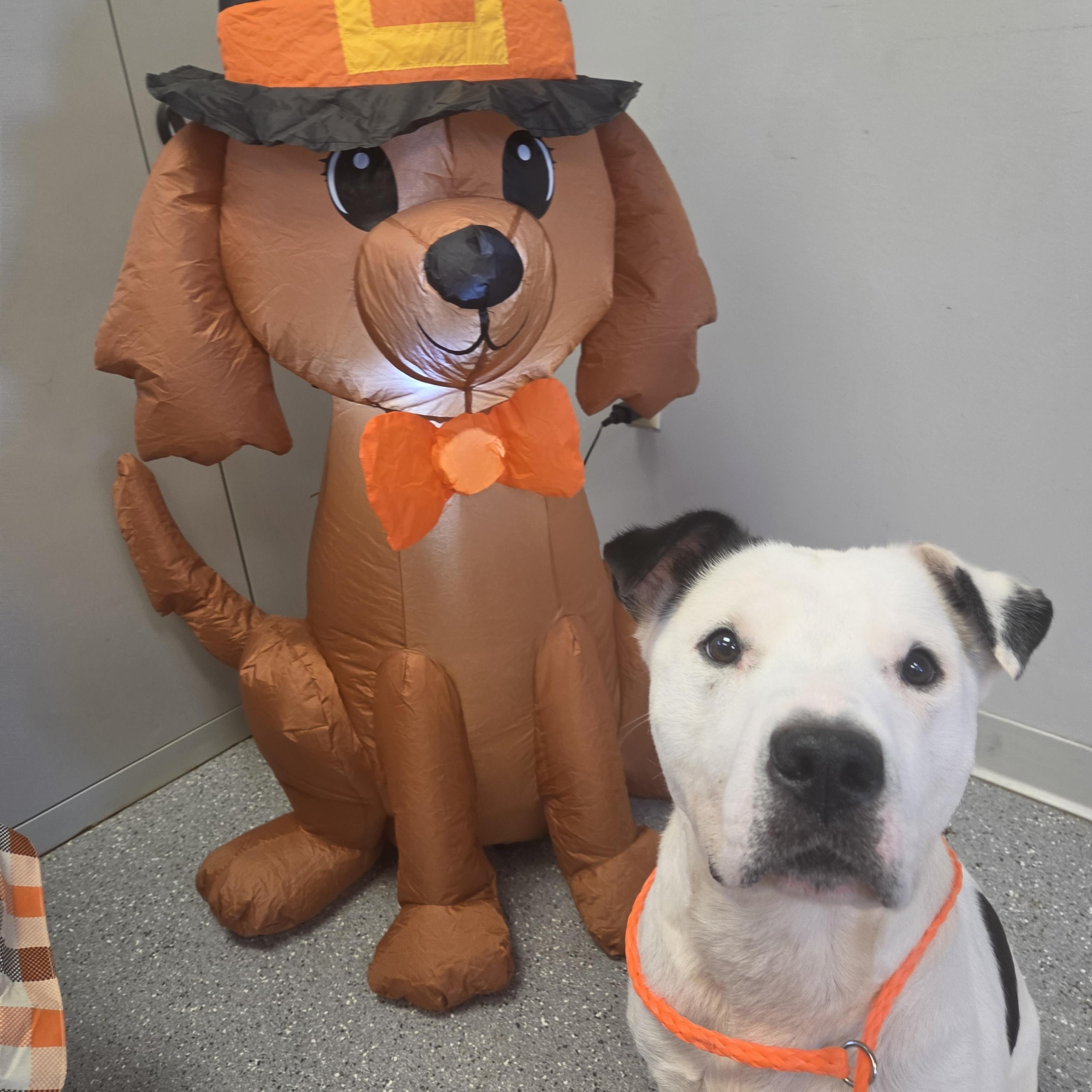Mojo, Adopted, Adult Male Pit Bull Terrier.